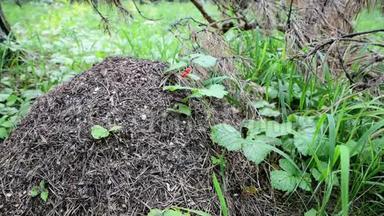 森林中的蚂蚁在树林中的蚁丘上活跃地爬行